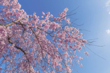 Mavi arkaplanlı güzel kiraz çiçeği sakura.