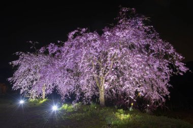 Sakura Japon Bahçe çiçek ağacında geceleri çiçeklenme.