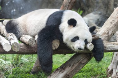 Uyuyan dev bir panda.