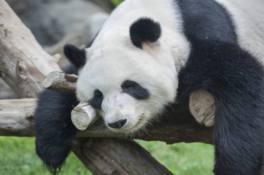 Uyuyan dev bir panda.
