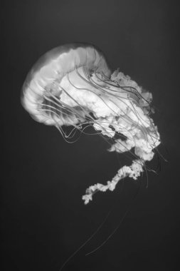 Siyah beyaz denizanası.