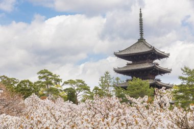 Japonya, Kyoto 'daki Ninna-ji Tapınağı' nda güzel sakura çiçekleri.