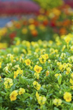 sarı çiçek blossom arka plan