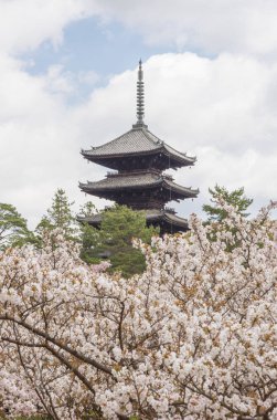 güzel sakura çiçek çiçek bahar içinde Ninna-ji Tapınağı, Kyoto, Japonya