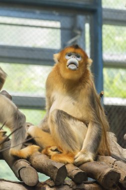 Çin'in benzersiz değerli hayvanlar, altın kalkık burunlu maymun / Rhinopithecus roxellanae 