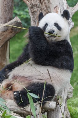 Dev panda bambu yaprağı yiyor.