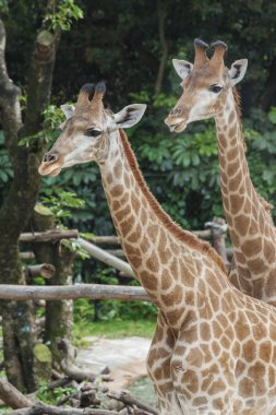 Zürafa arka plan duvar kağıdı yakın