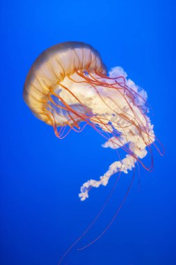 Orange jellyfish (Chrysaora fuscescens or Pacific sea nettle) in blue ocean water clipart