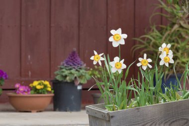 daffodils bulbs in a pot overturned on wooden board clipart