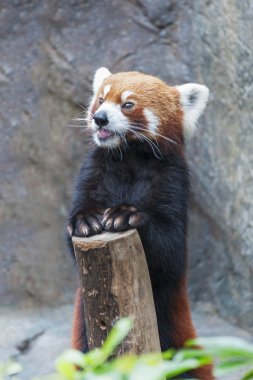 Red Panda, Firefox ya da küçük Panda (Ailurus fulgens)