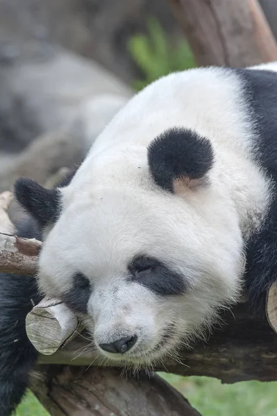 一只沉睡的大熊猫熊 — 图库照片