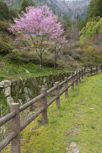 日本の農村地帯に咲く桜の木 春の自然 — ストック写真