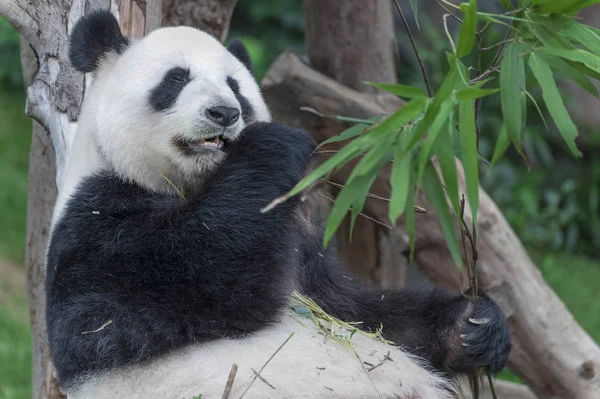 Giant Panda Bear Eating Bamboo Leaf — Stock Photo, Image