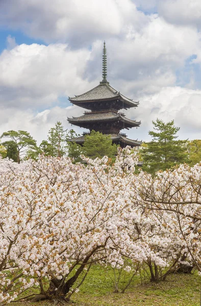 Beautiful Sakura Blossom Ninna Temple Kyoto Japan — Stock Photo, Image