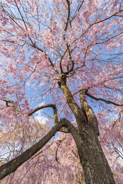 Свежие Розовые Цветы Сакуры Растут Японском Саду — стоковое фото