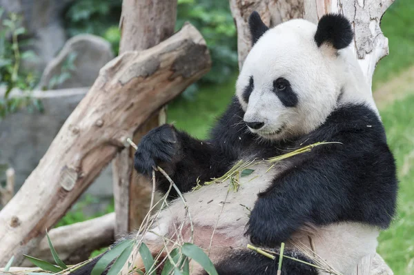 Portrait Giant Panda — Stock Photo, Image