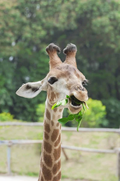 Cute giraffe eating green leaf