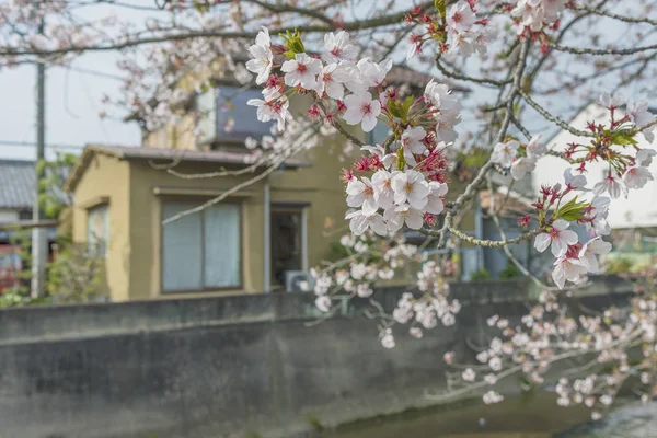 Цветение Сакуры Японии — стоковое фото