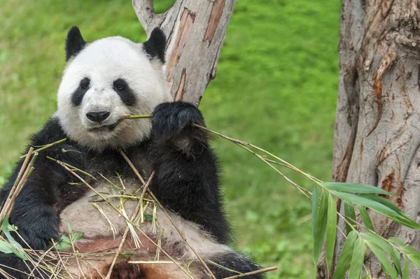 Giant panda bear eating bamboo leaf