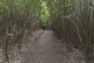 boş yeşil bambu ağaçlık