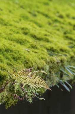 yaprak ve ot tepenin üzerinde