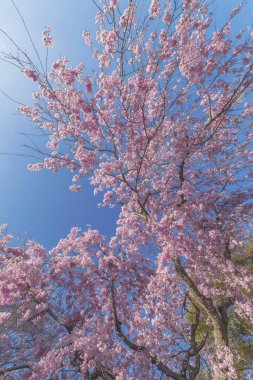 Mavi arkaplanlı güzel kiraz çiçeği sakura.