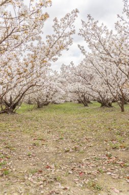 güneşli gün boyunca güzel süs Bahçesi 