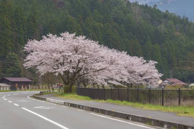 Japonya, Kyoto 'da kiraz veya Sakura çiçekleri açar.