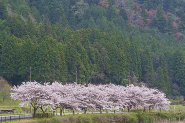 Kiraz veya Sakura çiçekleri Kyoto, Japonya