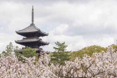 güzel sakura çiçek çiçek bahar içinde Ninna-ji Tapınağı, Kyoto, Japonya