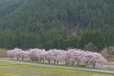 Japonya, Kyoto 'da kiraz veya Sakura çiçekleri açar.
