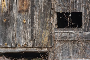 Kuru solmuş sarmaşık bitkilerin ile ahşap duvar. 