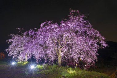 Sakura Japon Bahçe çiçek ağacında geceleri çiçeklenme