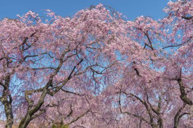 Güzel sakura çiçek ağaç çiçek bahar içinde Kyoto, Japonya