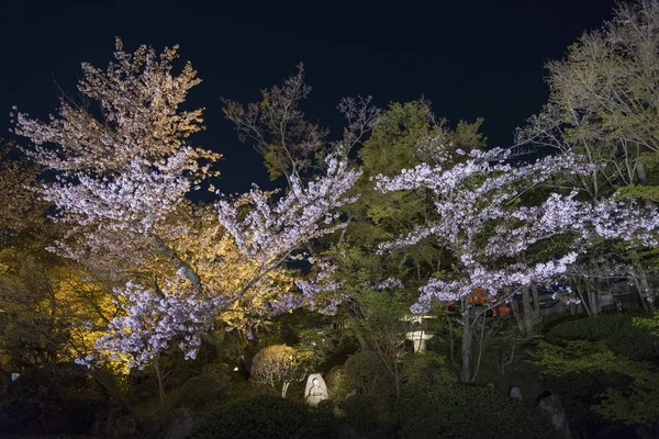 Цветущая Сакура Японском Саду Ночью — стоковое фото