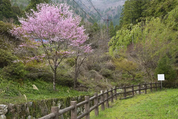 Virágzó Vidéki Területen Japán Sakura Tavaszi Természet — Stock Fotó