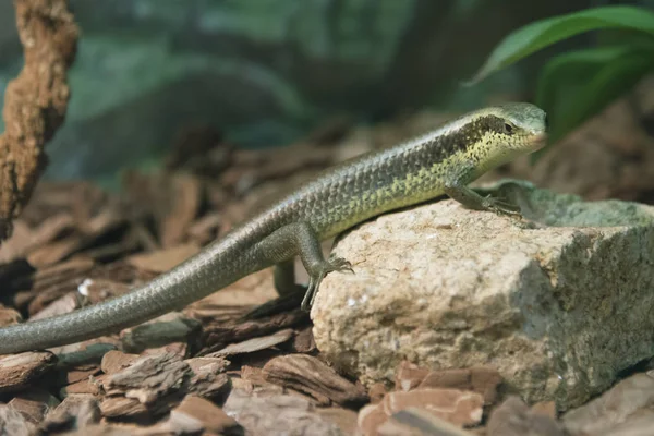 Lézard Scinque Longue Queue Eutropis Longicaudata — Photo