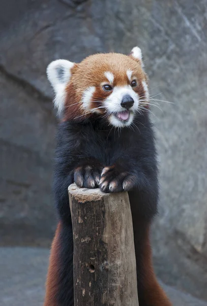 Portret Czerwonej Pandy Firefoxa Lub Małej Pandy Ailurus Fulgens — Zdjęcie stockowe