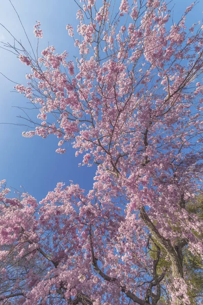 Gyönyörű Cseresznyevirág Sakura Kék Háttér — Stock Fotó