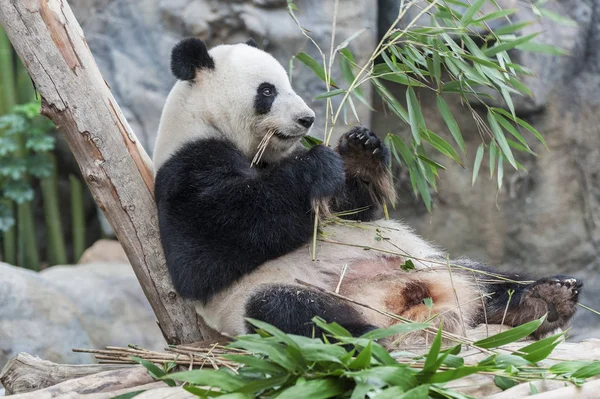 大熊猫的肖像 — 图库照片