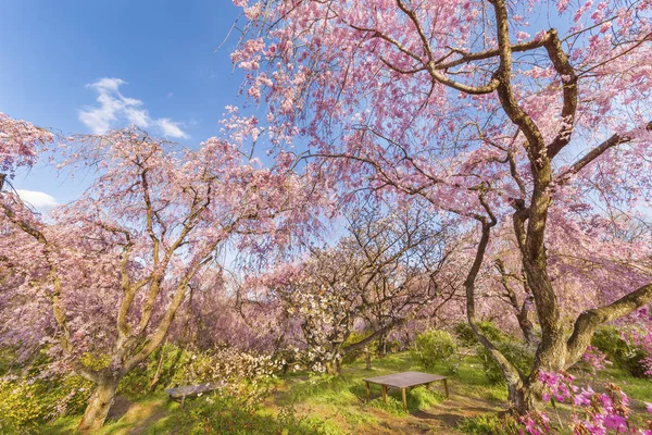 Розовые Цветки Сакуры Растущие Японском Саду Натуральные — стоковое фото