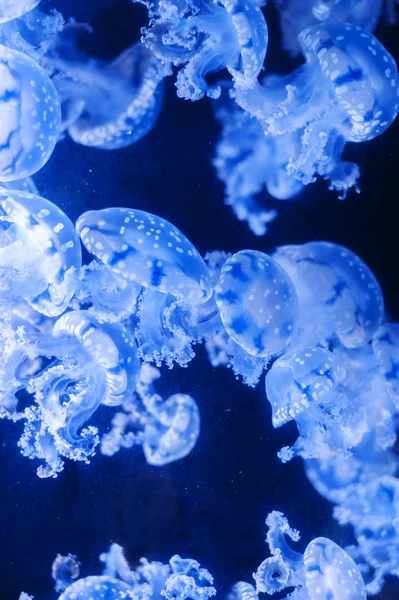 Ομάδα Των Jellyfishes Κάτω Από Νερό — Φωτογραφία Αρχείου