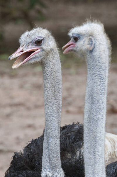 Closeup view of ostrich head 