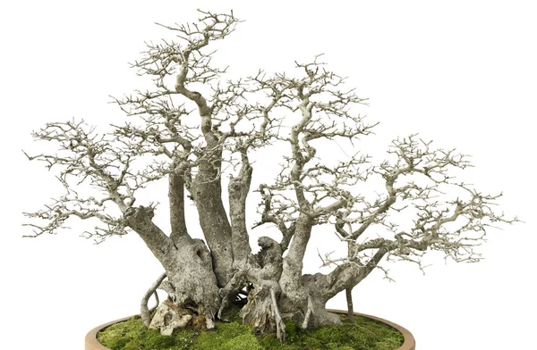 Pino Bonsai Isolato Bianco — Foto Stock