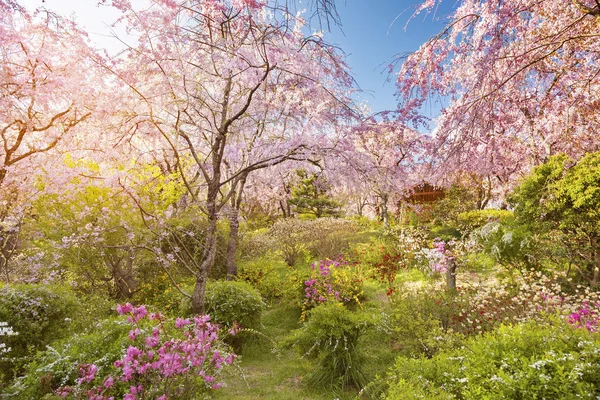 Розовые Цветки Сакуры Растущие Японском Саду Натуральные — стоковое фото