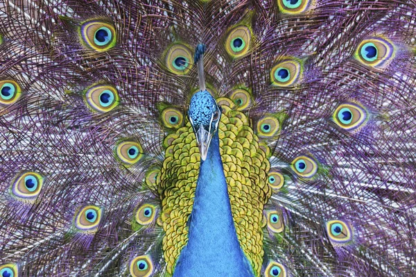 아름다운 공작새의 — 스톡 사진