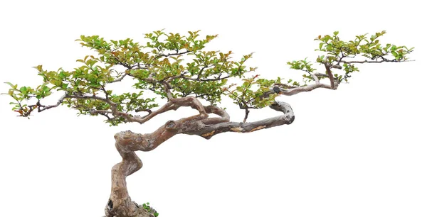 Bonsai çam ağacı beyaz bir duvara yaslanmış.