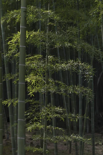 Bamboo Forest Arashiyama Kyoto Japan — Stock Photo, Image