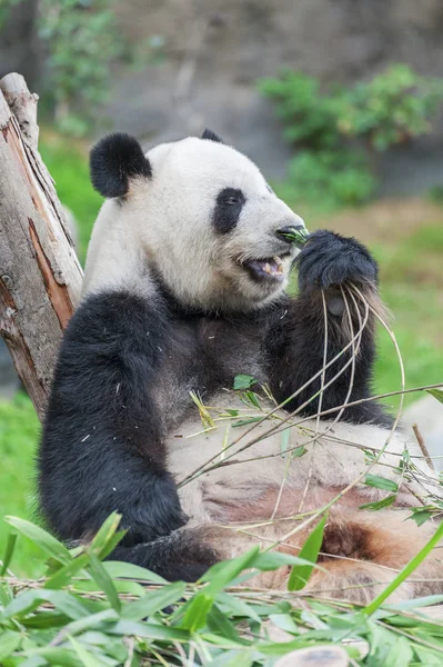 Giant Panda Bear Eating Bamboo Leaf — Stock Photo, Image