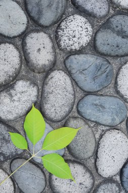 Yeşil yaprak eski Arnavut kaldırımlı yol arka plan ile